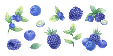 Blueberry and blackberry watercolor isolated illustration set. Hand drawn juicy wild berries bilberry and dewberry for kitchen textile, fabric, food packaging, healthy food cookbook and recipes.