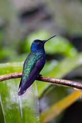 White-necked Jacobin (Florisuga mellivora), colorful hummingbird sitting on a branch with a green background. Typical hummingbird of Central and South America with a blue head.