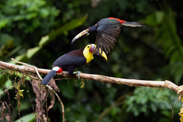 Yellow-throated toucan (Ramphastos ambiguus) or Chestnut-mandibled toucan, a large toucan sitting on a branch, another toucan Collared aracari (Pteroglossus torquatus) flies by.