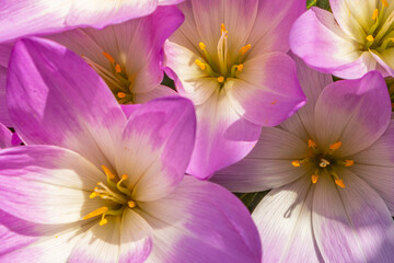 Purple Colchicum grows in the garden. Beautiful blooming purple colchicum autumnale on natural background. close-up, top view