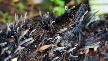 Fungus Xylaria Polymorpha, commonly known as the mushroom of dead people, this fungus lives on a dead tree trunk