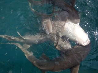 A group of lemon sharks are feeding near the surface of the water. One is upside down, exposing its white abdomen. Small fish are swimming near the sharks.
