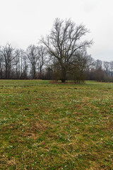 Naklejka premium Early springtime meadow with blossoming snowdrops, isolated tree and forest on the background in CHKO Poodri in Czech republic