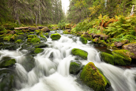 Wundersch&ouml;ner Gebirgsbach in Schweden. Mit Moos bedeckte Steine im fliesendem Bach. Nationalpark Fulufjellet in Mittelschweden.
