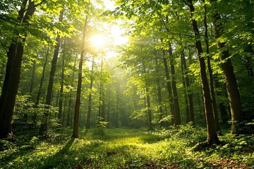 Fototapeta premium Lush green forest with sunlight filtering through trees and creating a serene atmosphere.
