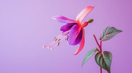 Naklejka premium A single vibrant fuchsia blossom with its petals open wide against a soft pastel purple background, side view shot, Minimalist style