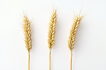 barley