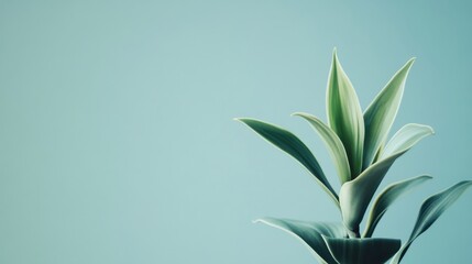 background, minimalist style, clean aesthetic, sharp focus