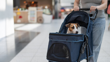 A Caucasian woman walks along the mall with her Jack Russell Terrier dog in a stroller.  © Михаил Решетников