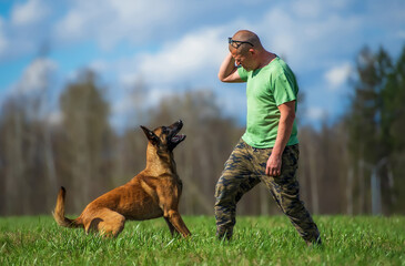 Adult man training belgian shepherd dog on the meadow in spring