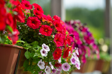 Obraz premium Colorful petunias in a flower pot on a terrace