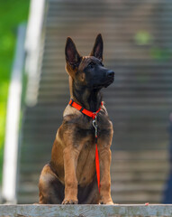 Portrait of a purebred belgian shepherd malinois dog with orange collar