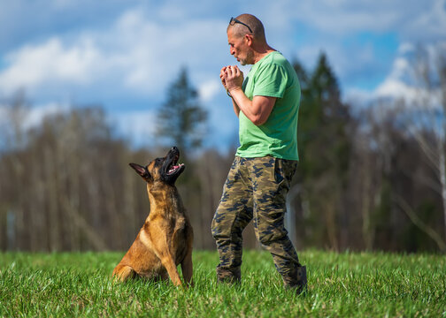 Mature man training a belgian shepherd malinois dog in the meadow