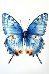 Stunning Watercolor Illustration of a Blue Butterfly with Intricate Patterns and Vibrant Colors on a White Background
