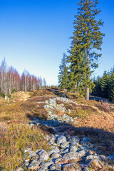 Ruined hillfort stone ruin in a woodland