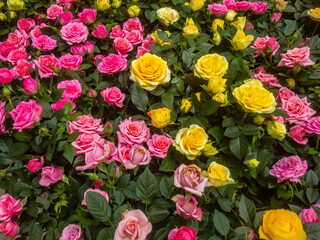 background of many bright colorful beautiful pink flowers, close-up