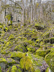 Blockfield with moss covered rocks by a rock face