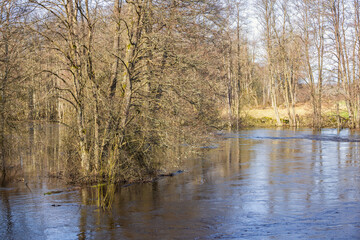 Forest river flooded in early spring