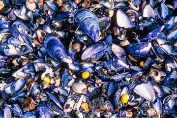 Blue mussels and clams on a beach