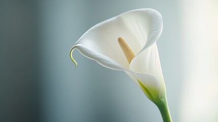 A single white calla lily with soft morning light filtering through, macro shot, Elegance personified style