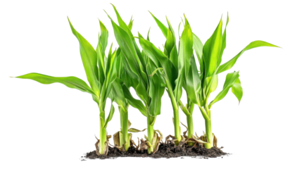 Collection corn plan isolated on transparent background for garden design.