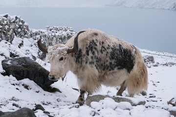Naklejka premium Yak in snowy scenery in Gokyo settlement, Himalayas, Nepal