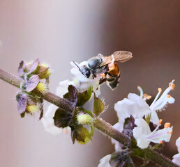 bee on flower