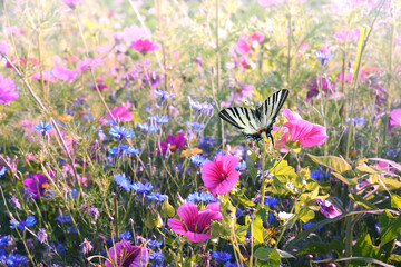 Schmetterling 1221 © K.-U. Häßler