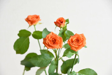 オレンジ色のバラ