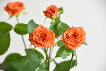オレンジ色のバラ