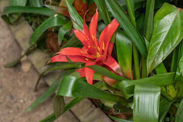 Beautiful flowers in nature.