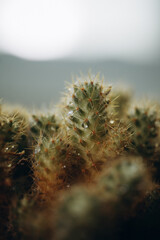 macro photography cactus closeup with water drops, selective focus