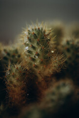 macro photography cactus closeup with water drops, selective focus