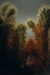 macro photography cactus closeup with water drops, selective focus