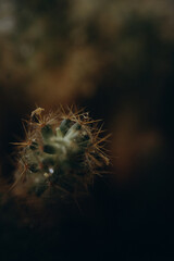 macro photography cactus closeup with water drops, selective focus