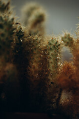 macro photography cactus closeup with water drops, selective focus