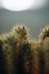 macro photography cactus closeup with water drops, selective focus