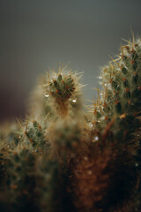 macro photography cactus closeup with water drops, selective focus