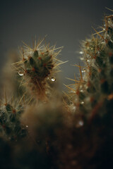 macro photography cactus closeup with water drops, selective focus