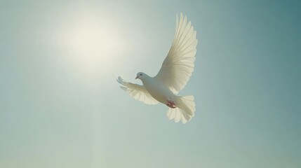 White Dove in Flight Against Bright Sky and Sunlight Background