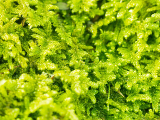 冬の朝　苔のクローズアップ08