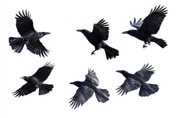 Fototapeta premium Flying crows display their wings in various positions against white background