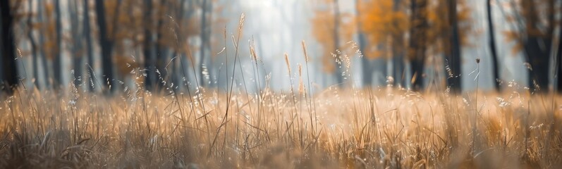 Fototapeta premium Blurry of a field of tall grass, banner, copy space