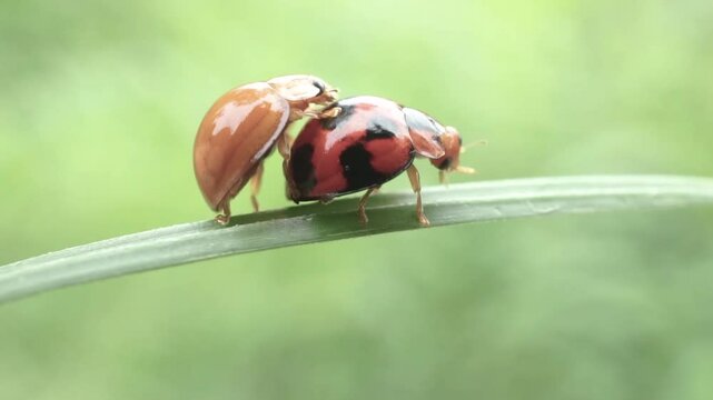 ladybug on a leaf