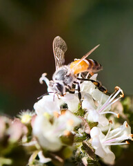 bee on flower