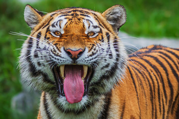 Siberian tiger (Panthera tigris tigris) scary grin