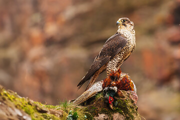 female Peregrine falcon (Falco peregrinus) with pheasants in the autumn landscape