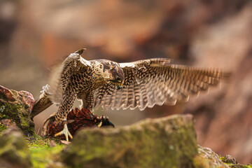 female Peregrine falcon (Falco peregrinus) with a catch in the rocks