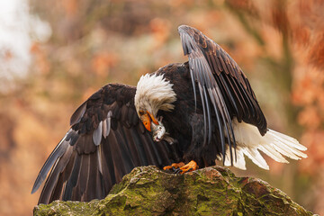 female bald eagle (Haliaeetus leucocephalus) with a fish on a rock