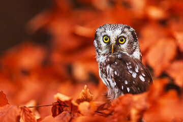 boreal owl or Tengmalm's owl (Aegolius funereus) in autumn leaves